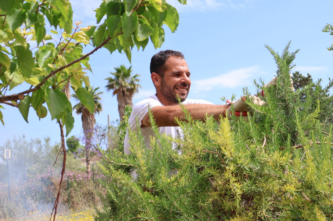 A Noto Garden Design gardener attentively pruning shrubs in a Sicilian garden.